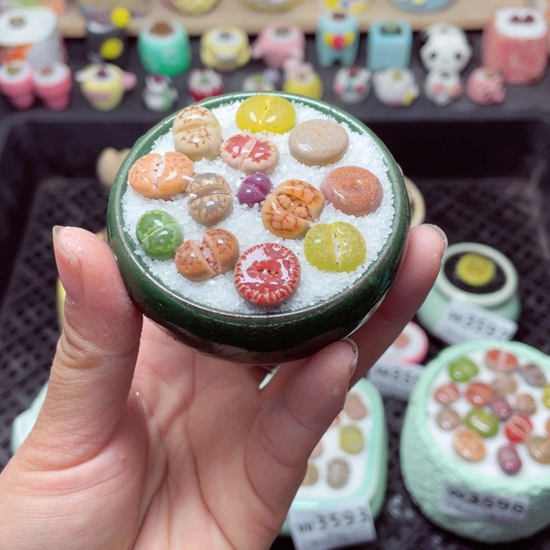 w3600 带盆土发货-零下地区拍保温箱