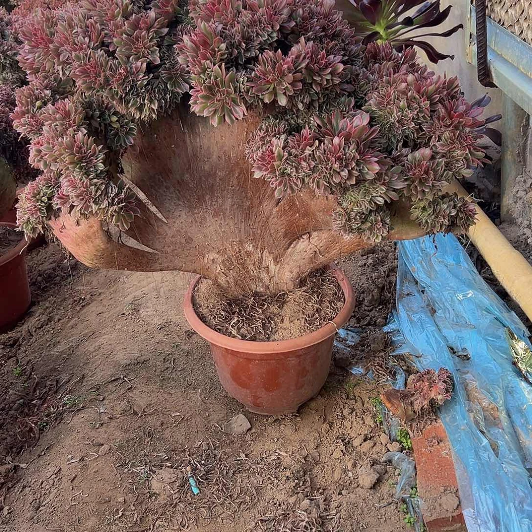 独*女神缀化脱土发货