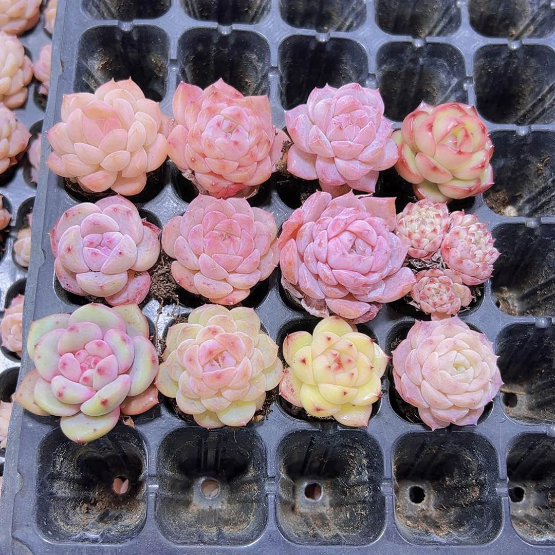 小苗12个组合19包邮