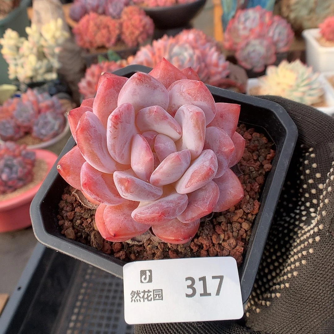 317雪天使多肉植物6666