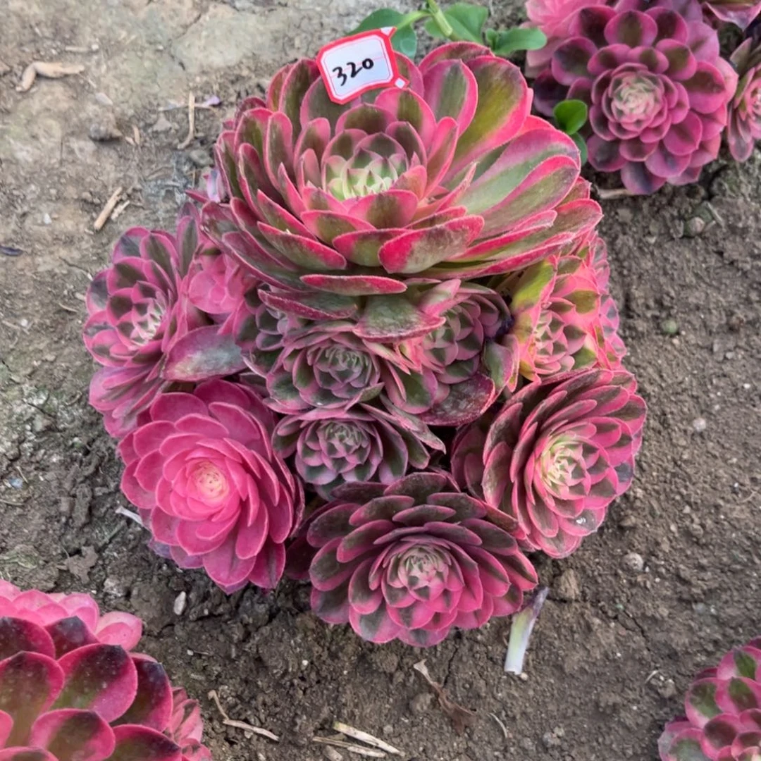 娟320多肉植物倾城