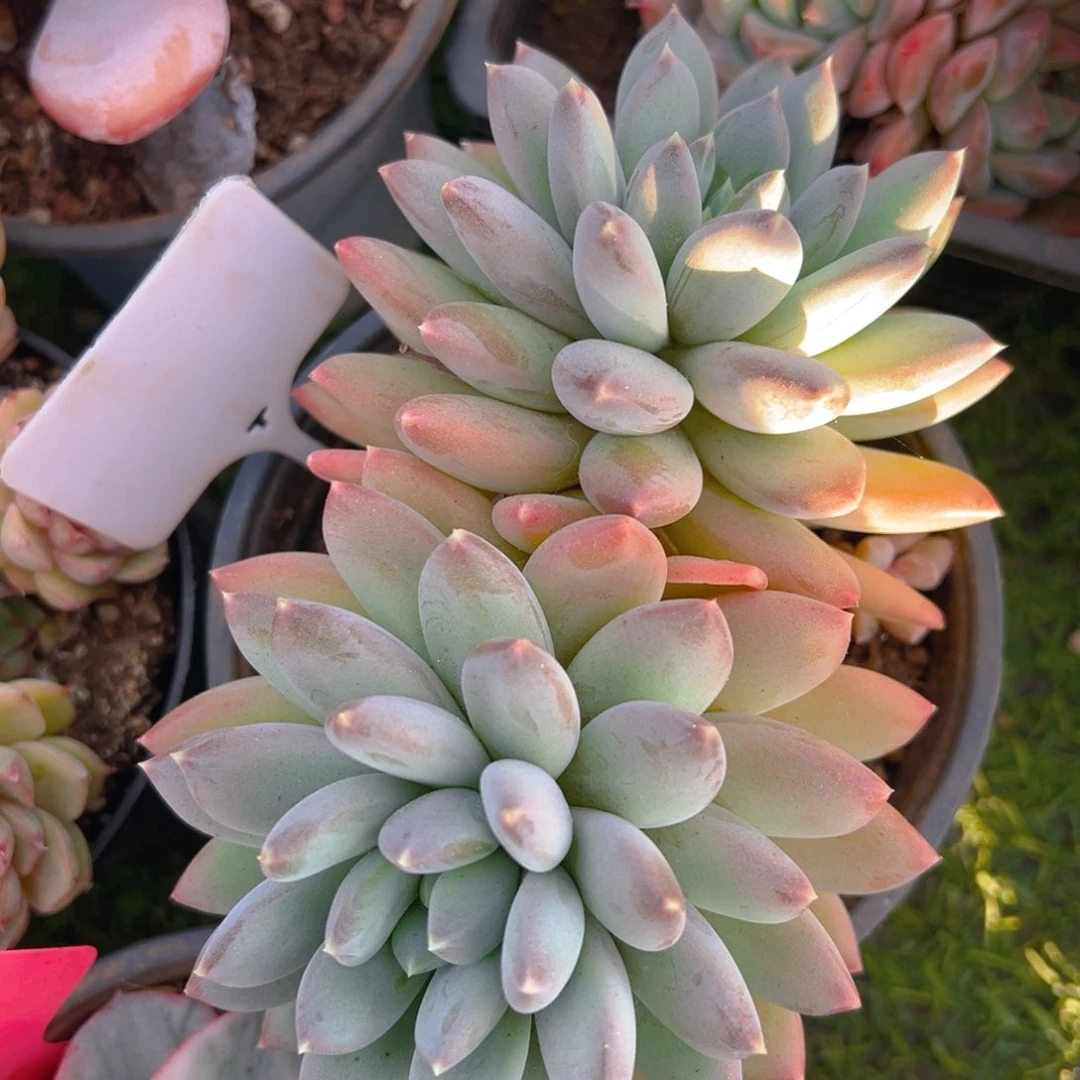 福利来啦打榜啦打榜啦打