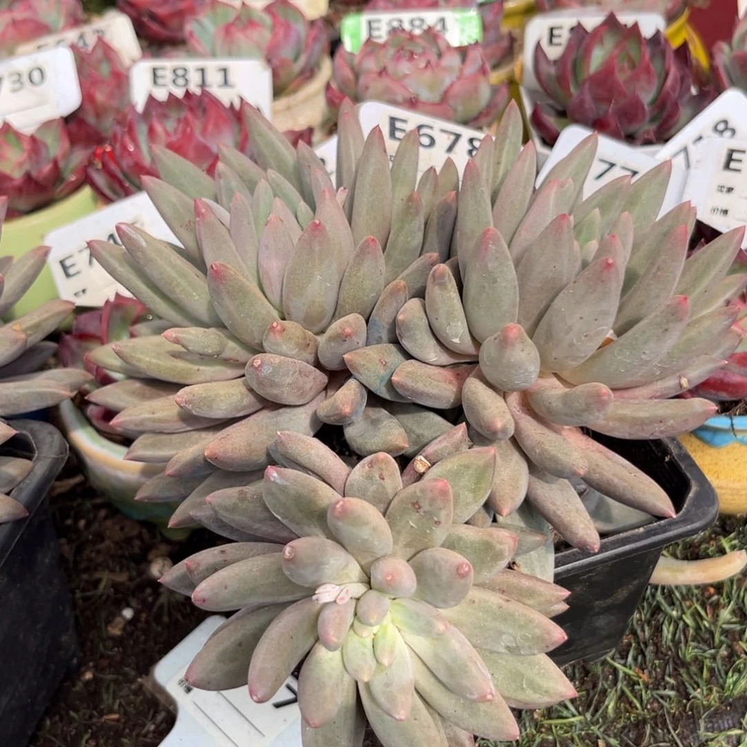 k**l红蜻蜓多肉植物678