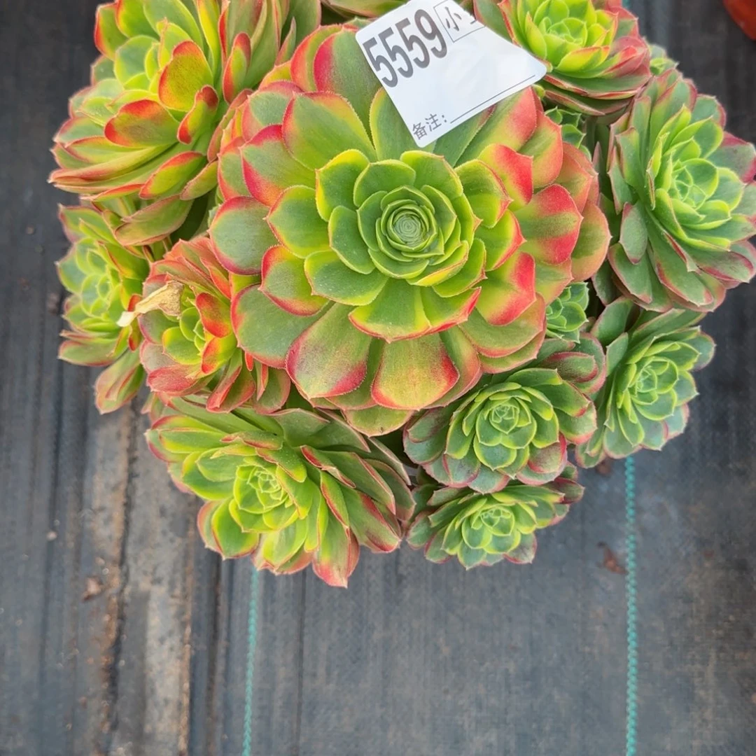 昆**蒸5559奶白多肉多肉