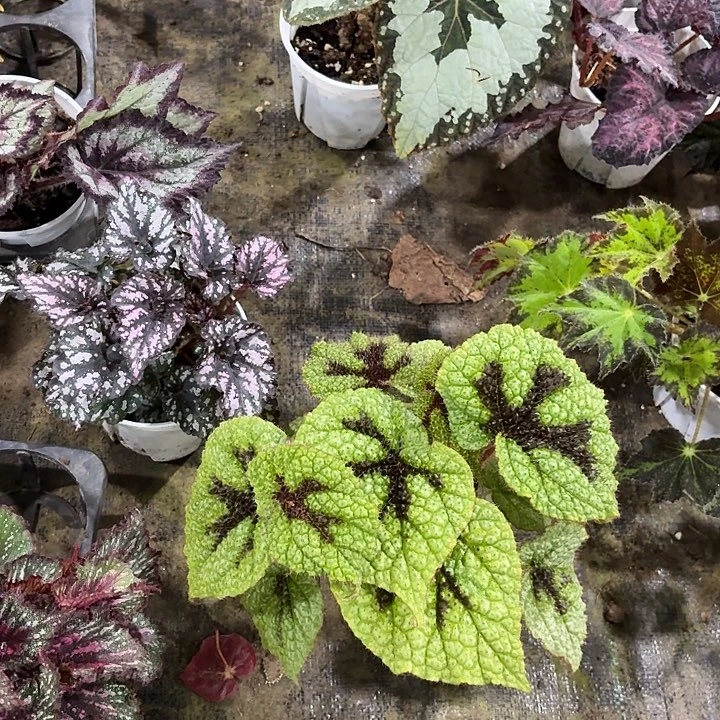 完全开放铁十字秋海棠