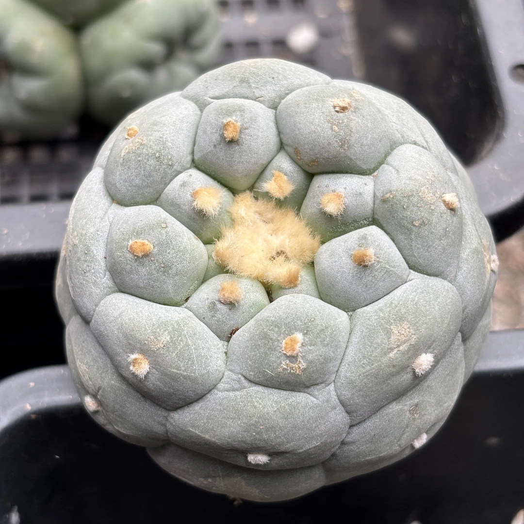 仙人球 有根点 一物一拍 235