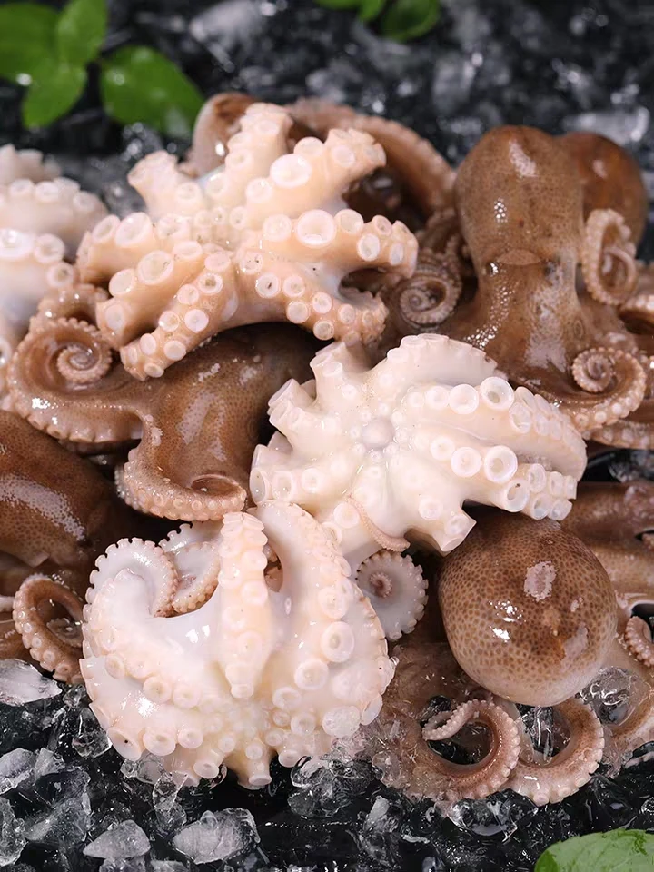 连云港发货  短腿八爪鱼 美味海鲜  2斤/4斤