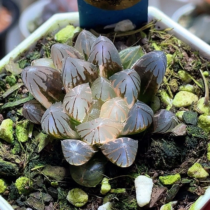向***哇657霓虹灯一物一拍