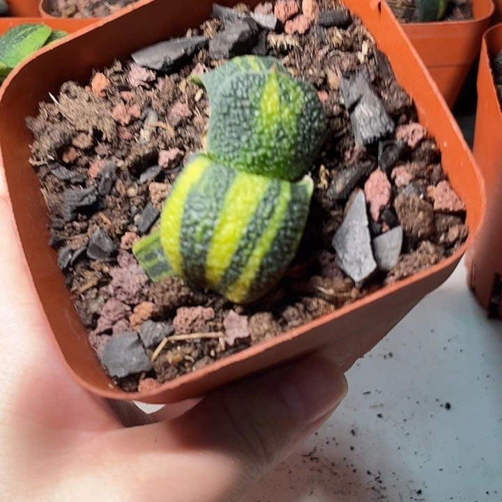 卧牛锦一物一拍1号