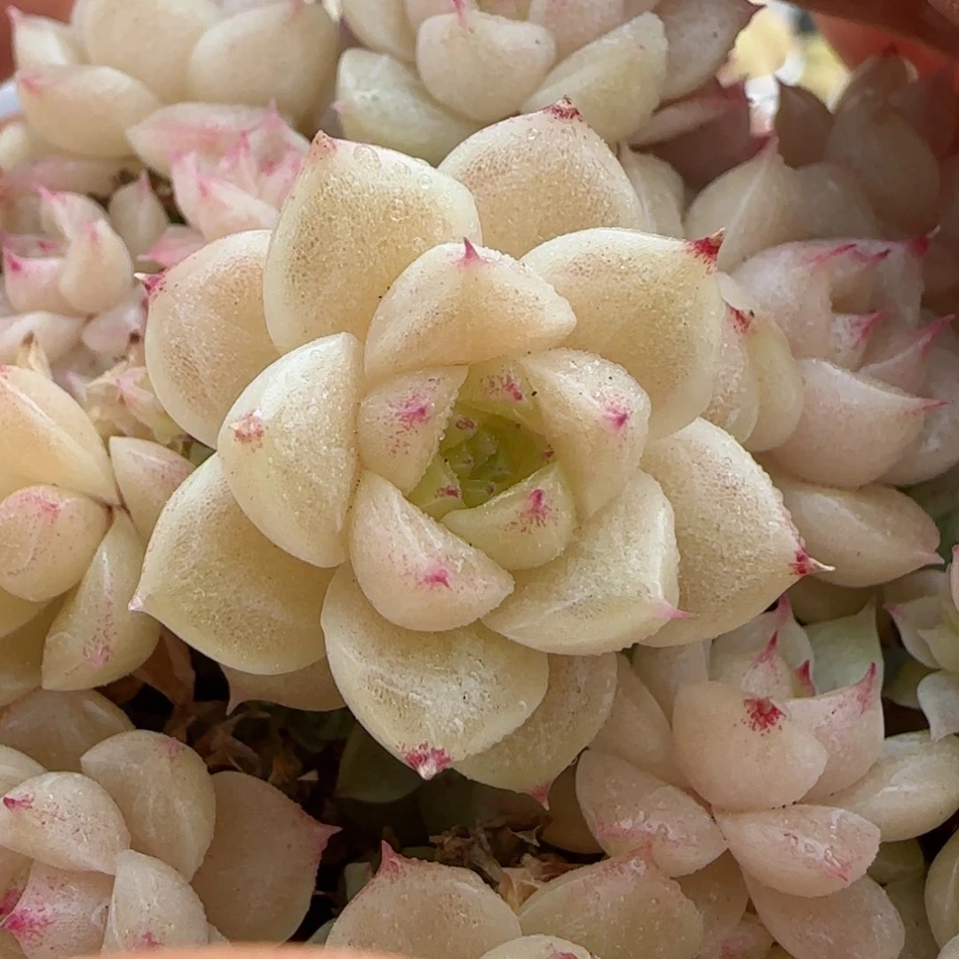 i**”【闪购商品】0305-19不包整