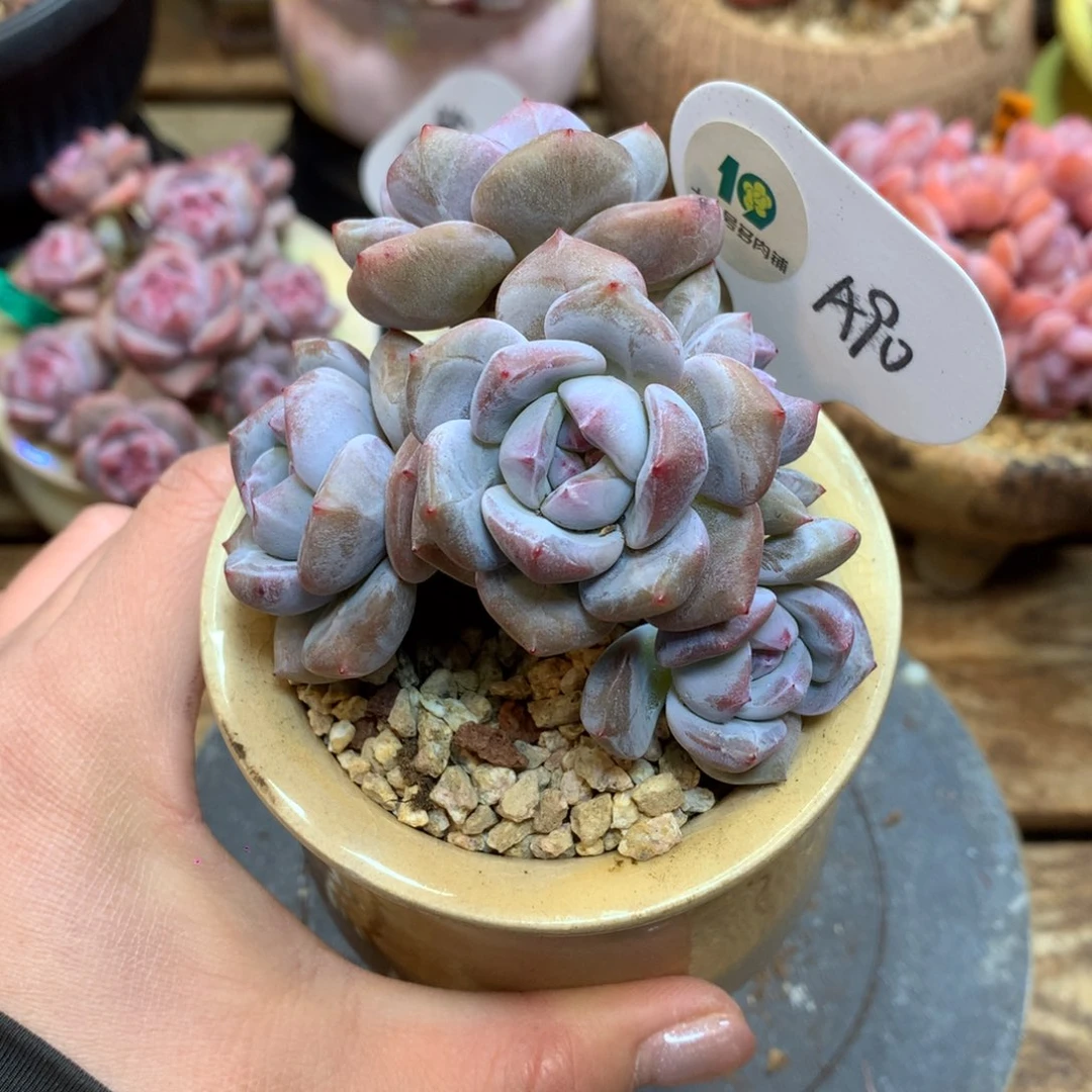 A90 突尼斯 模特同款