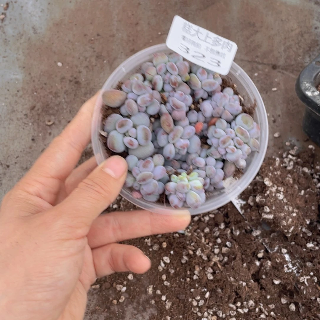 糕大上多肉植物323