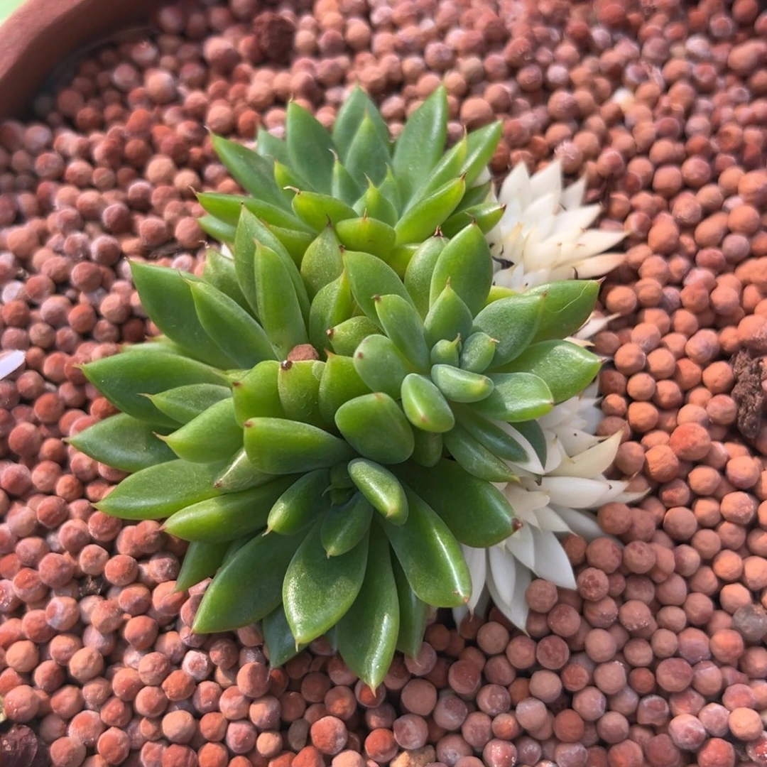 喂****麻脸东云锦，多肉植物