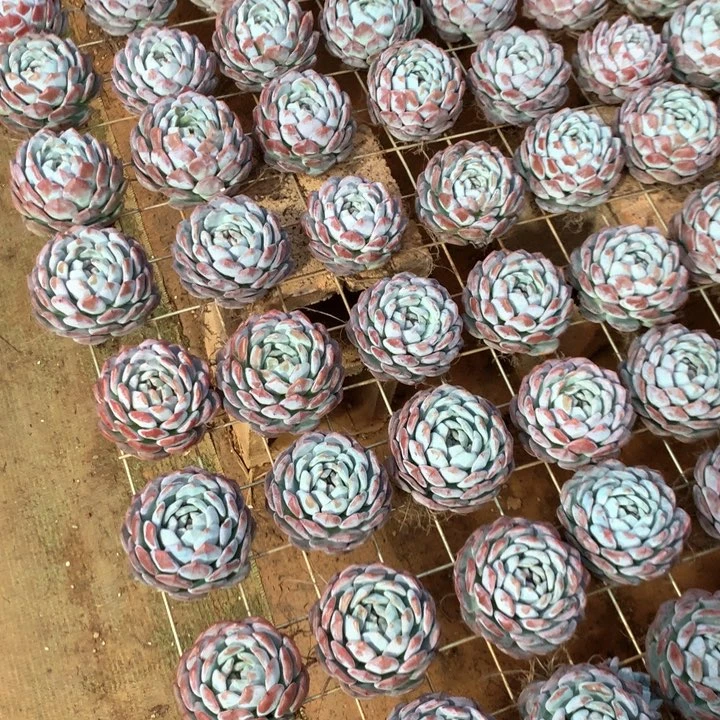 精控包子橙梦露两单包邮