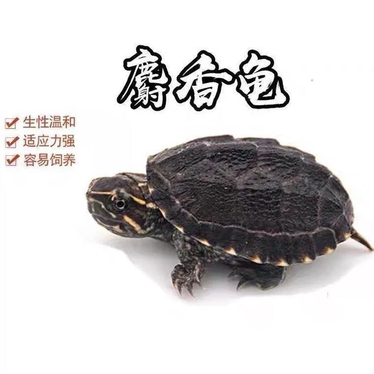 麝香蛋龟皮实耐操小乌龟可爱互动性强好养宠物深水龟蛋龟麝香龟蛋