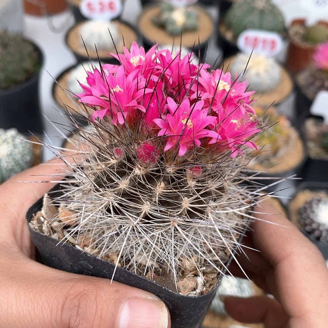 伏龙玉福利姬 饿了来了