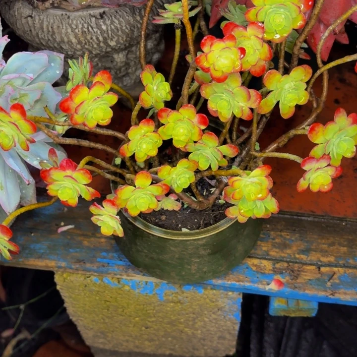 小****老桩精品肉肉搏华装