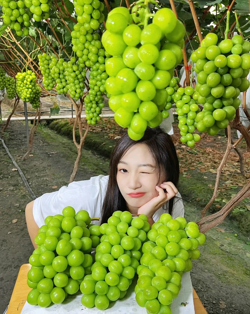 （顺丰）大凉山高山阳光玫瑰晴王葡萄3/5斤净重无籽晴王阳光玫瑰