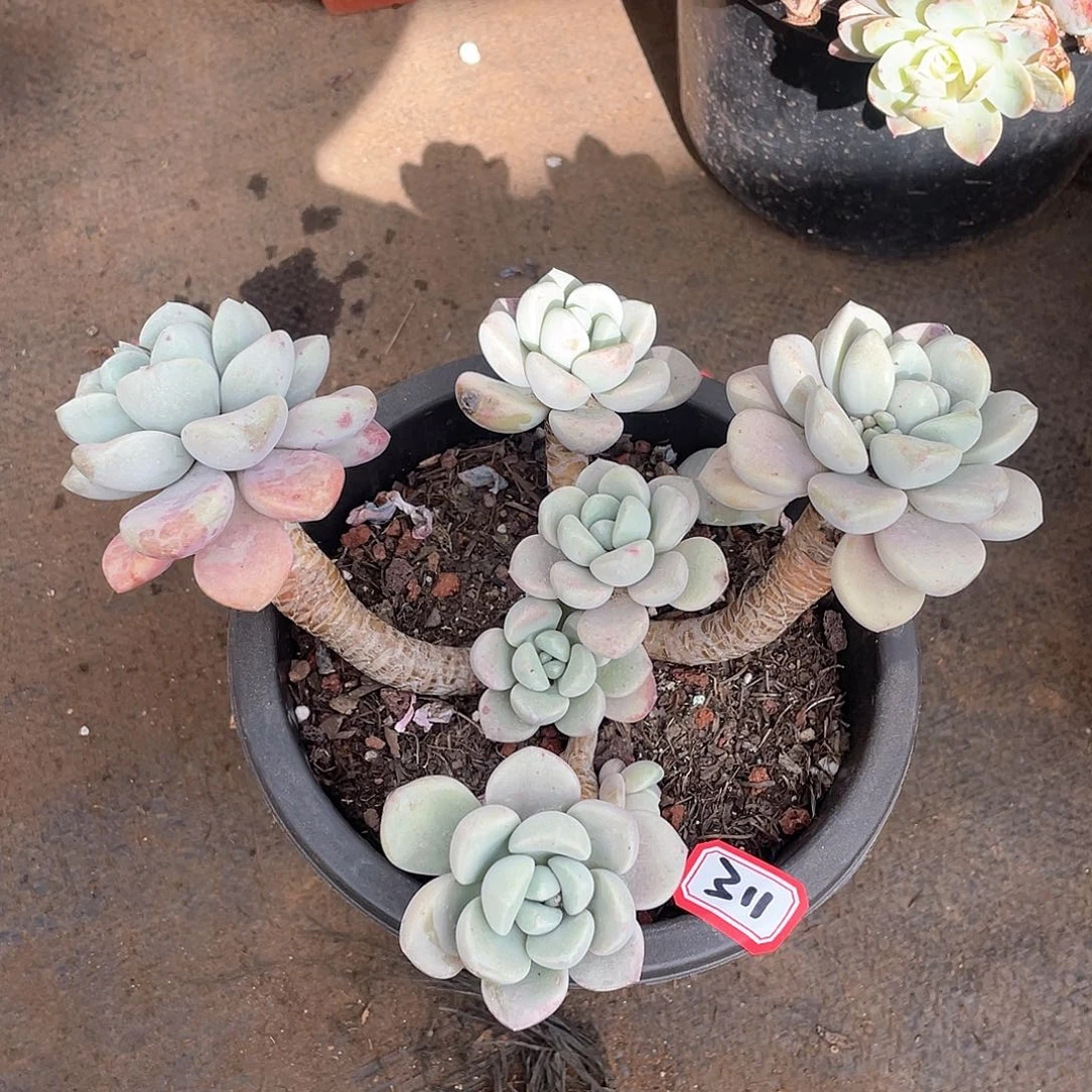 311花瓣鹿一物一拍多肉