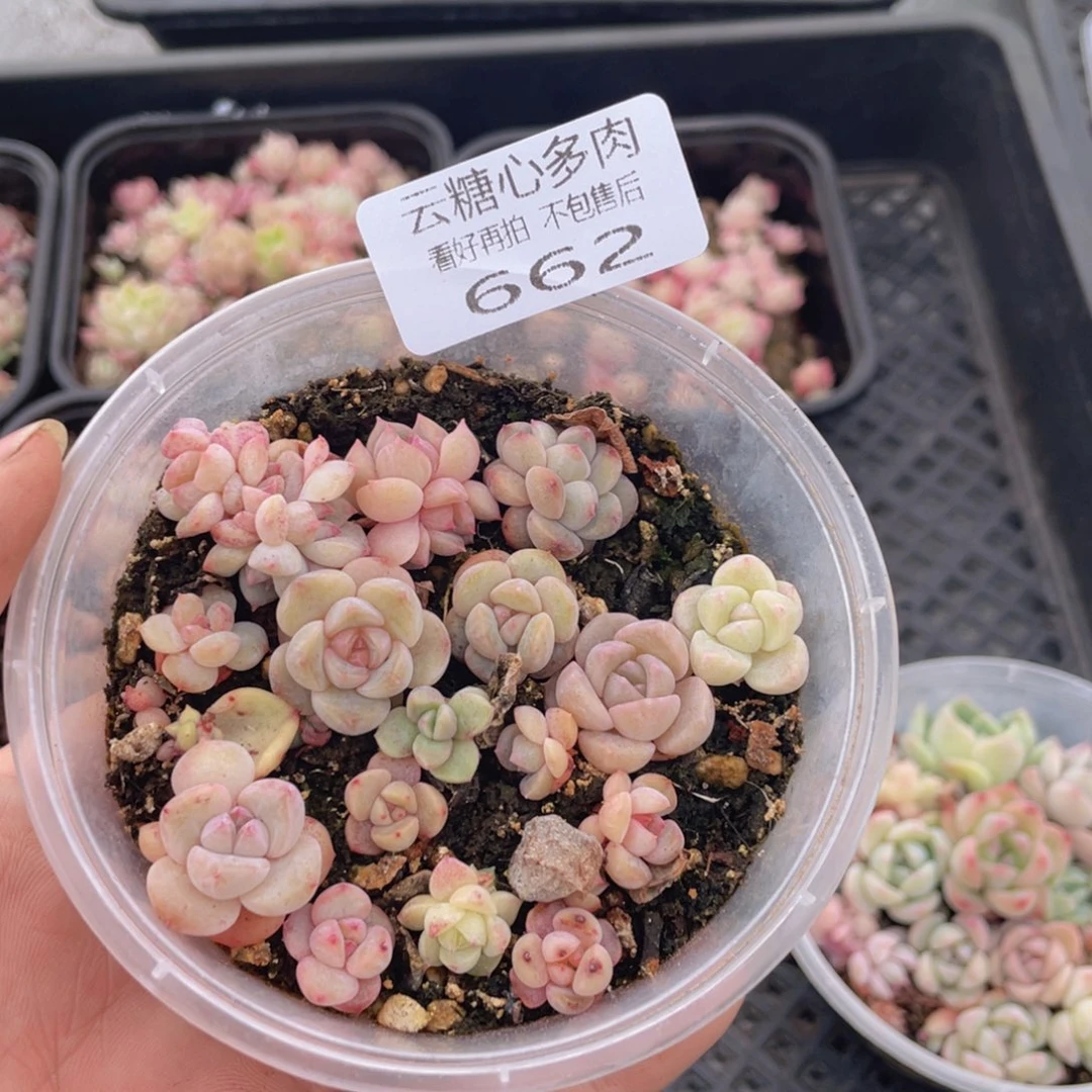 云糖心多肉植物662