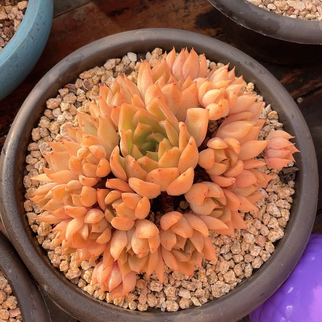 多肉植物一物一拍