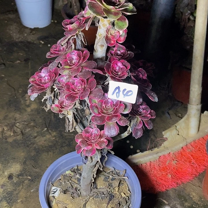 妮***海丽娜多肉植物4多肉不包断裸根