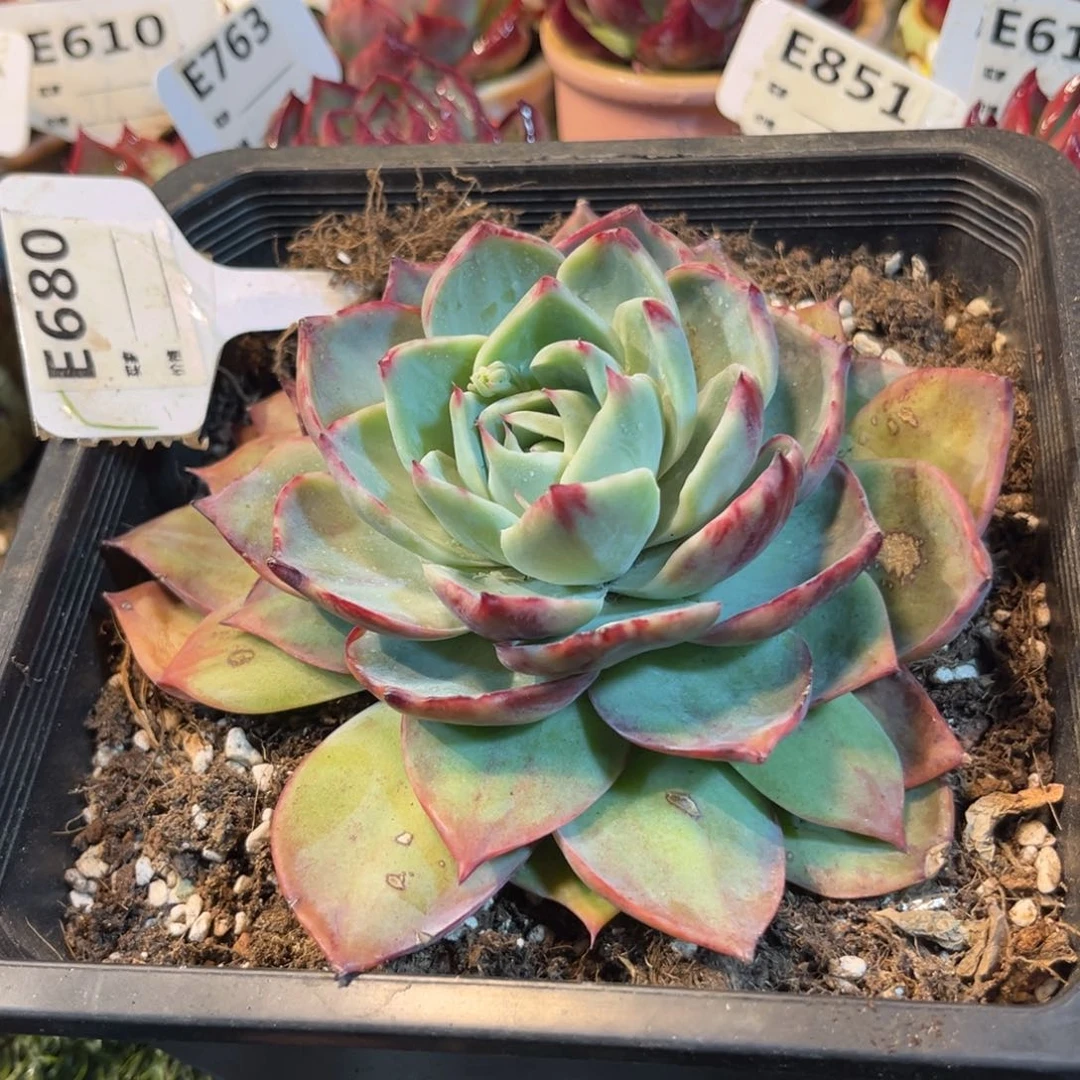 烦**无惊鸿一瞥680号多肉