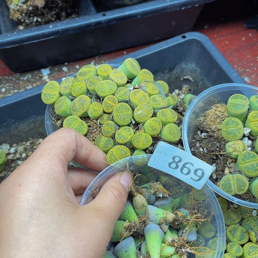 86900000花花花花花