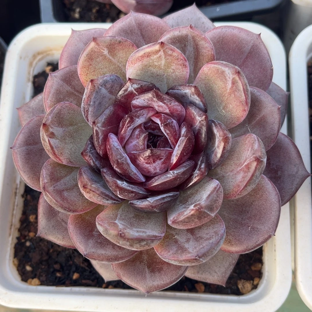 夜皇后美肉多肉植物