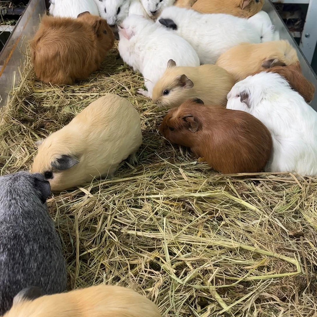 豚鼠泰加弟弟可爱可爱