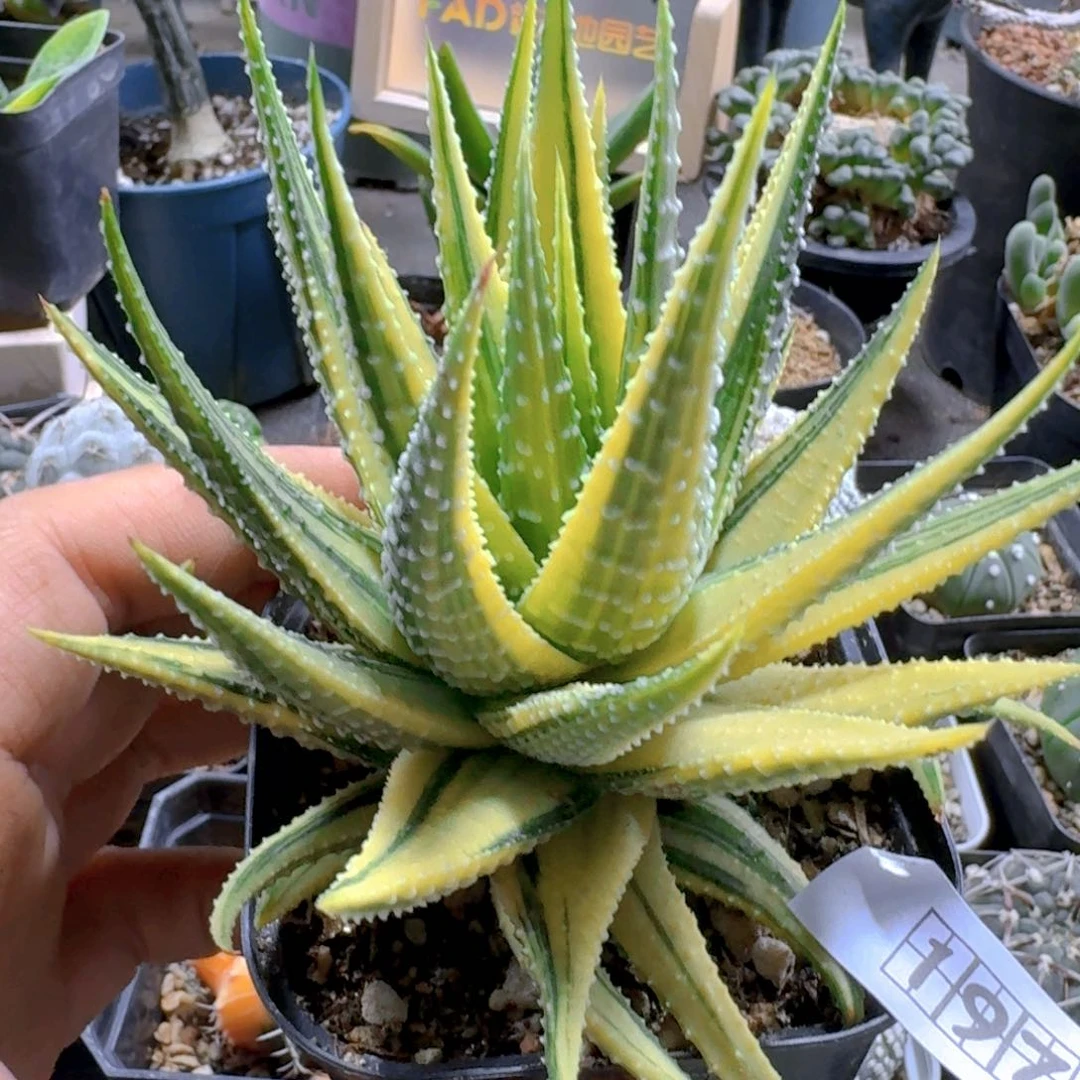 197金城锦脱土发货有断叶