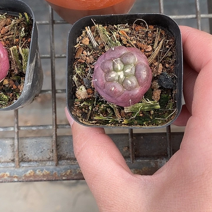 漂亮仙人球一物一拍