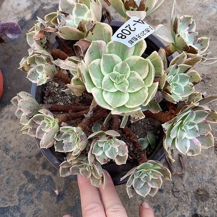208浣纱多肉植物法师