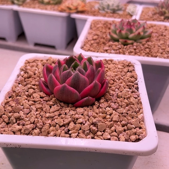 白白紫水晶头盖多肉