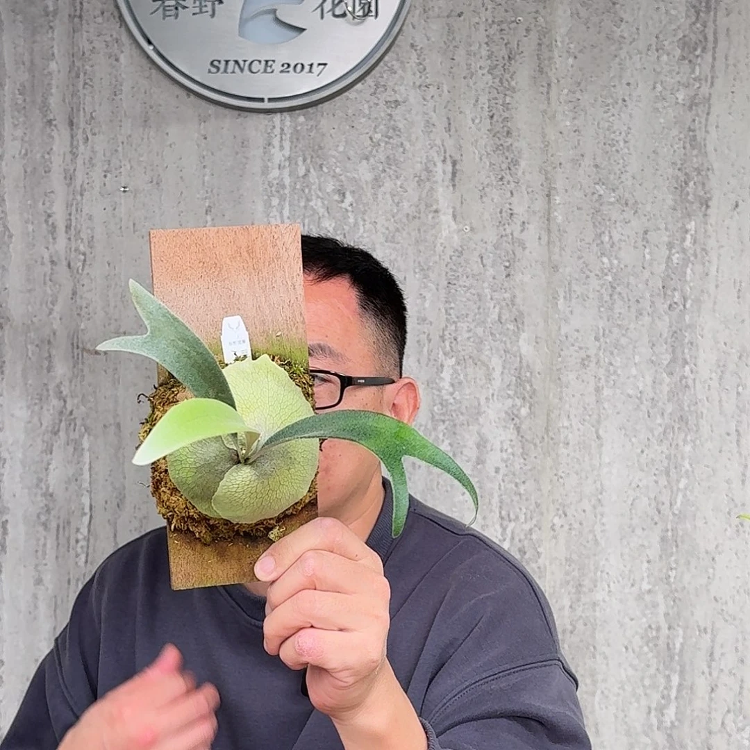 完全开放雷电鹿角蕨书签板春野花园