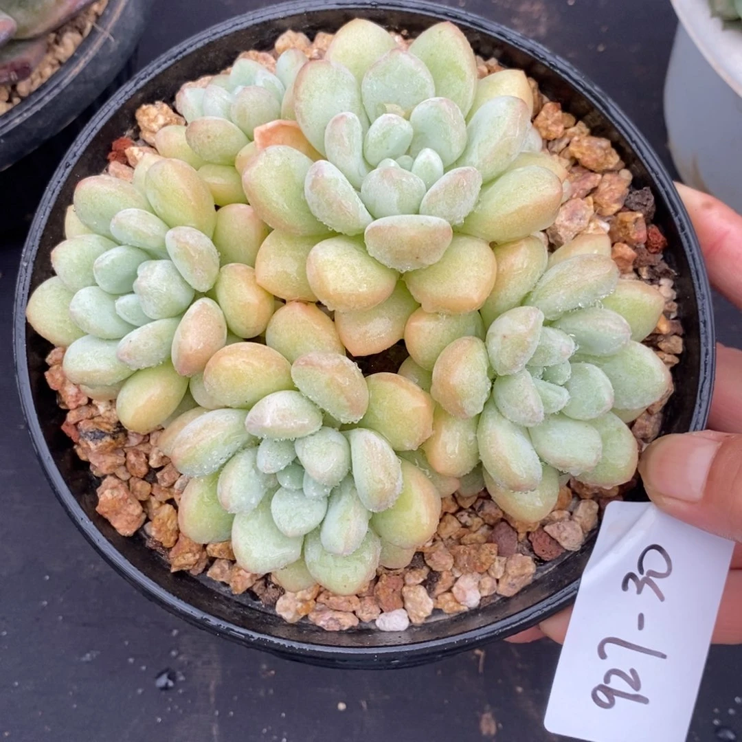 夏悦多肉927-30泡泡糖
