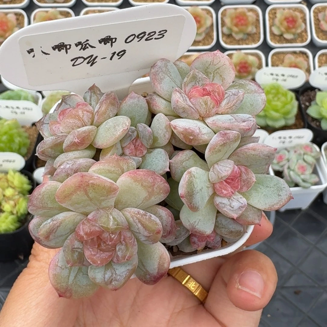 0923-019-芳草混一颗整群朵朵
