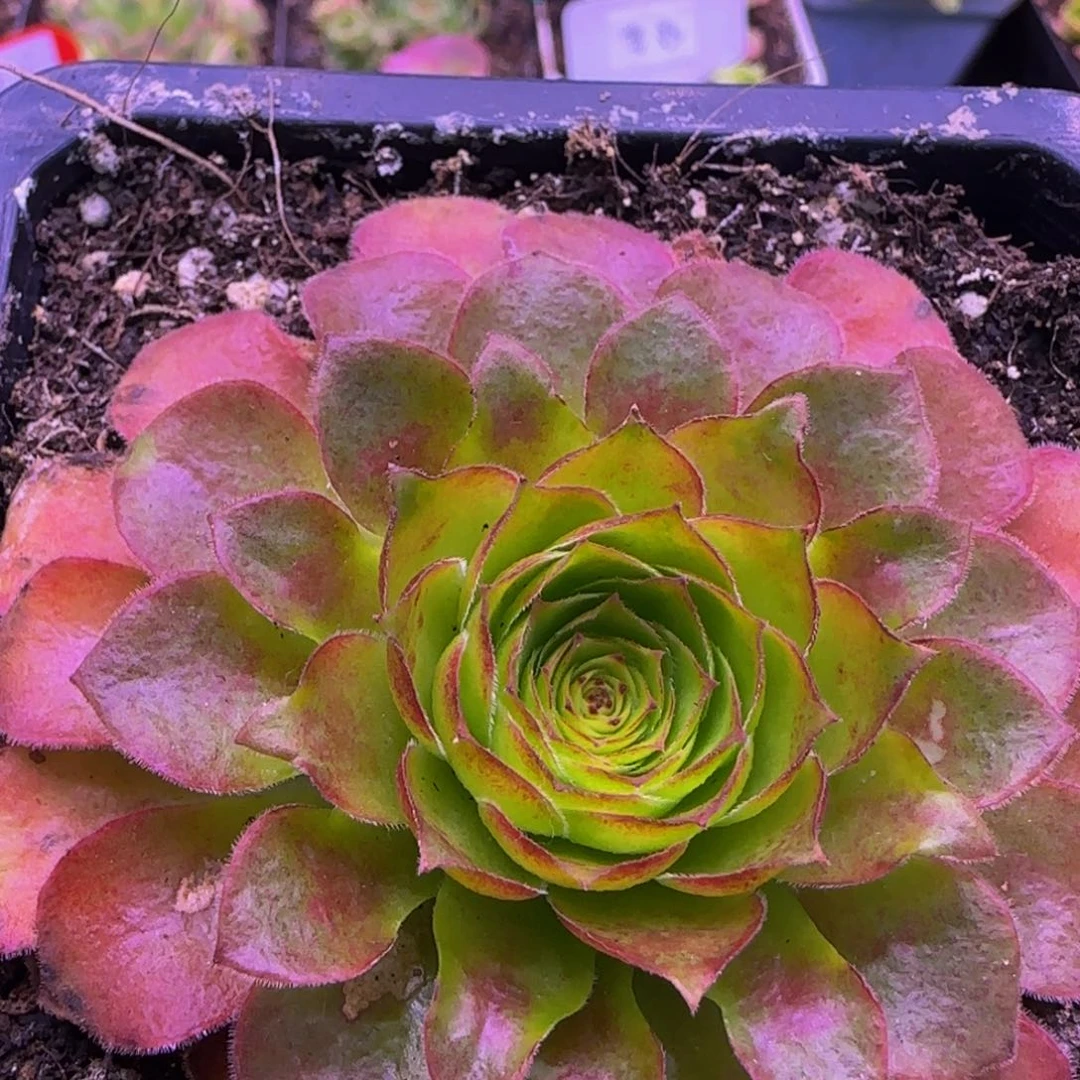 飞天帕美13434353535355353