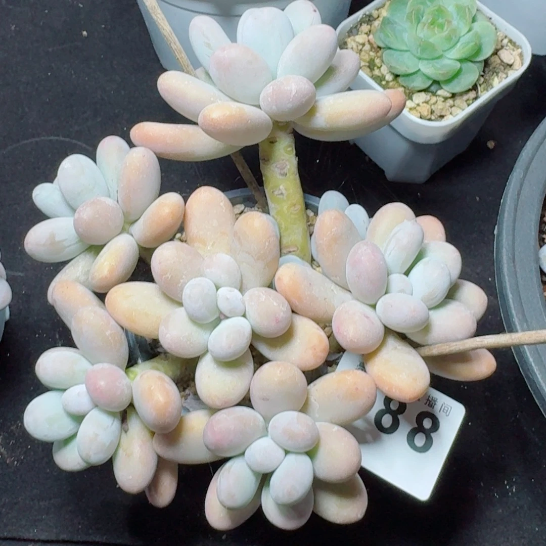 奶酪            精美多肉植物