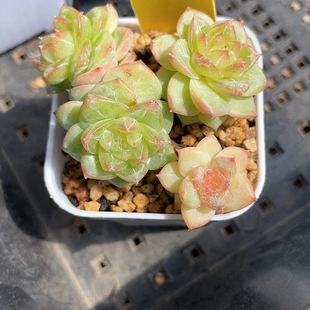 优选茉莉珍妮585