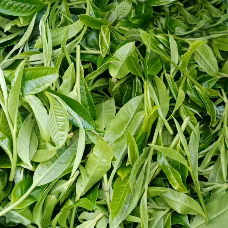 【春茶】2025年 薄荷塘三类 普洱生茶  散茶 100克