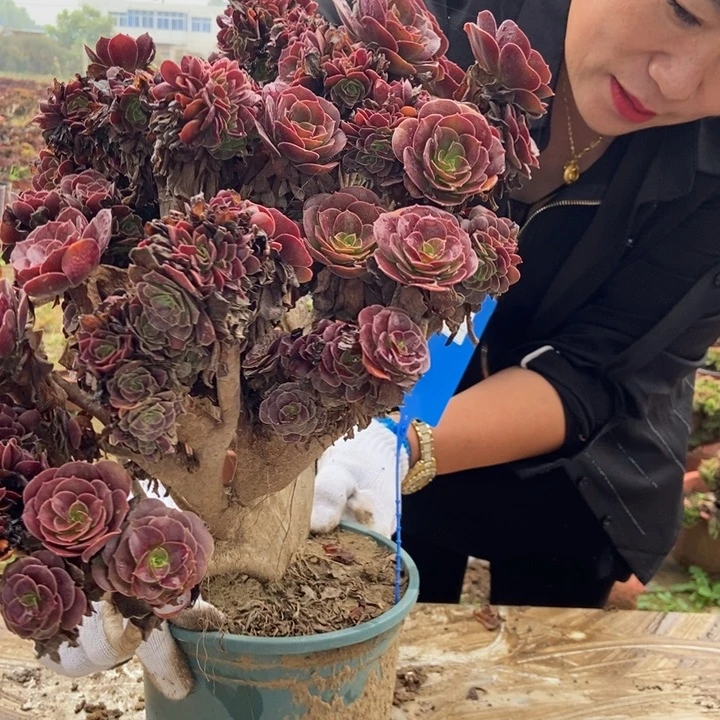 太***花H100欧紫欧紫欧紫