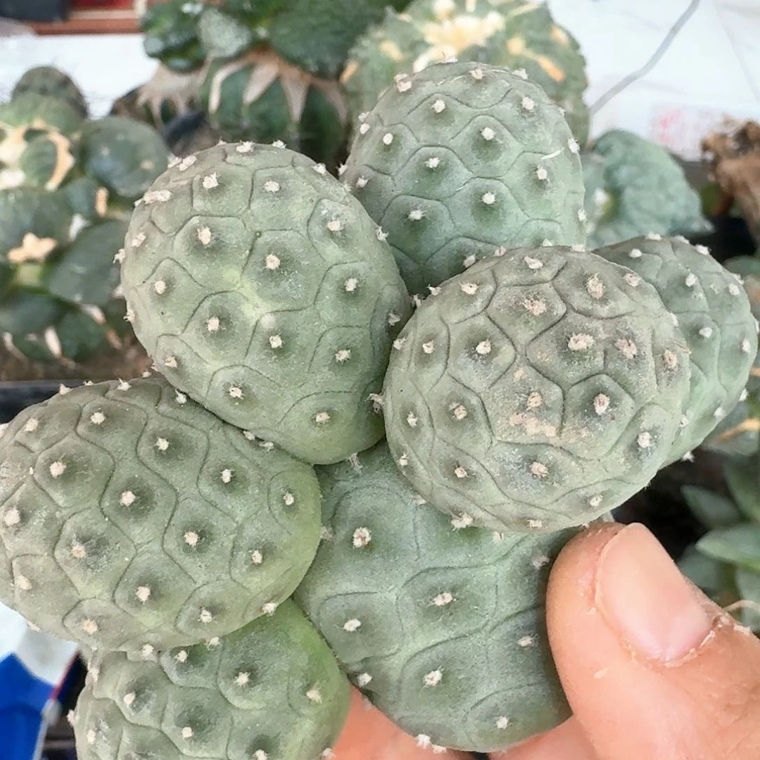 【闪购商品】无花朵用****2八头绿波纹