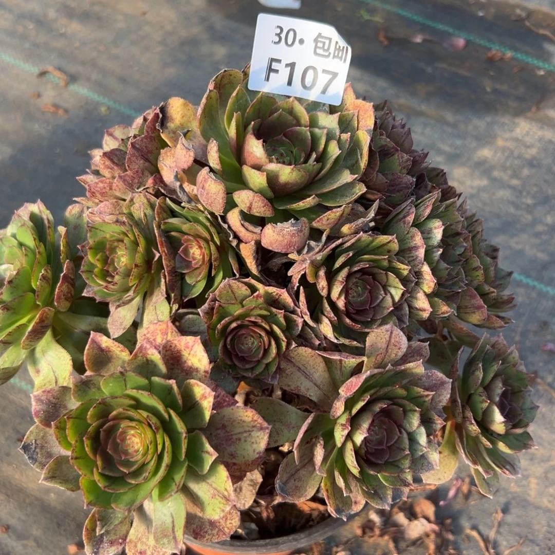 107 多肉法师万拉丝