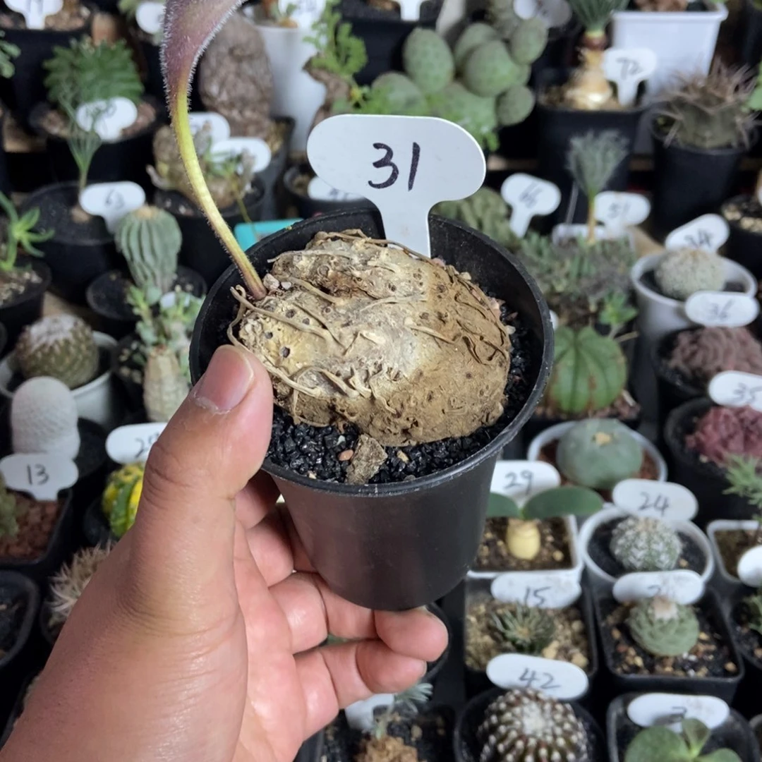 卷叶冰之镜一物一拍