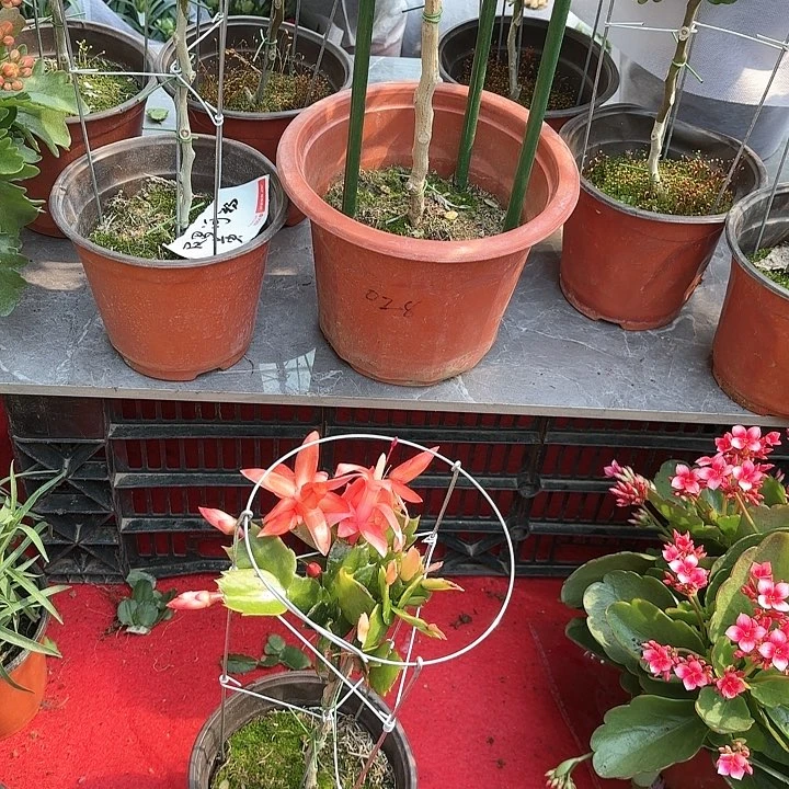 【闪购商品】相**沫红黄双色叶仙嫁接蟹爪兰一物一拍