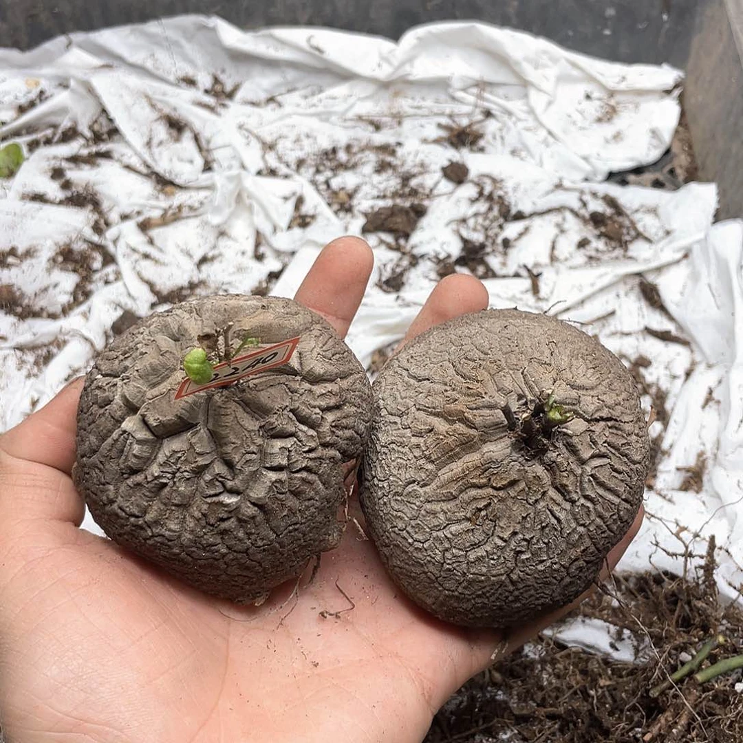 龟甲龙一物一拍2240号2颗