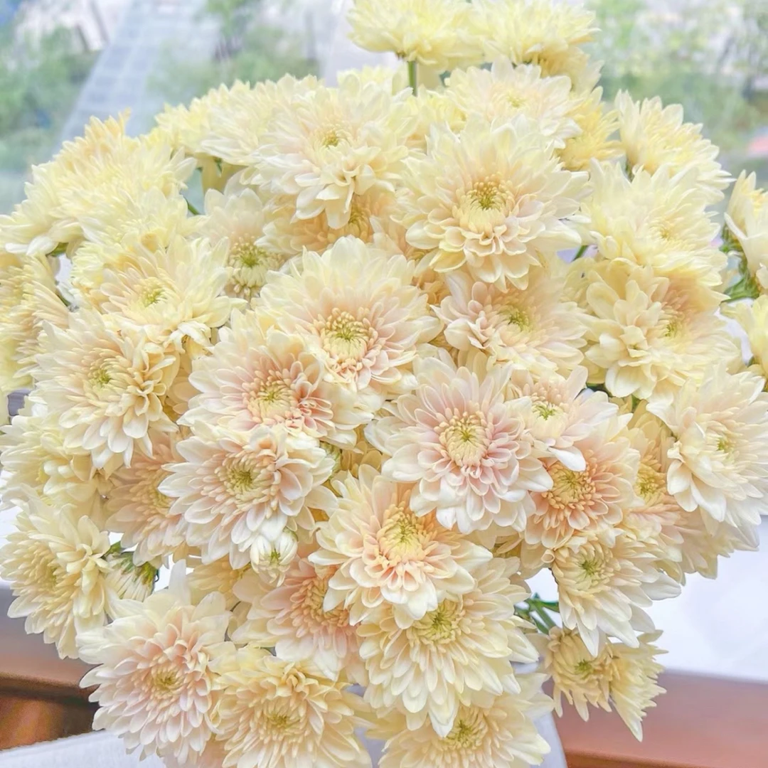 【香草沙拉小菊】云南优选鲜切花昆明基地直发家用插花节日