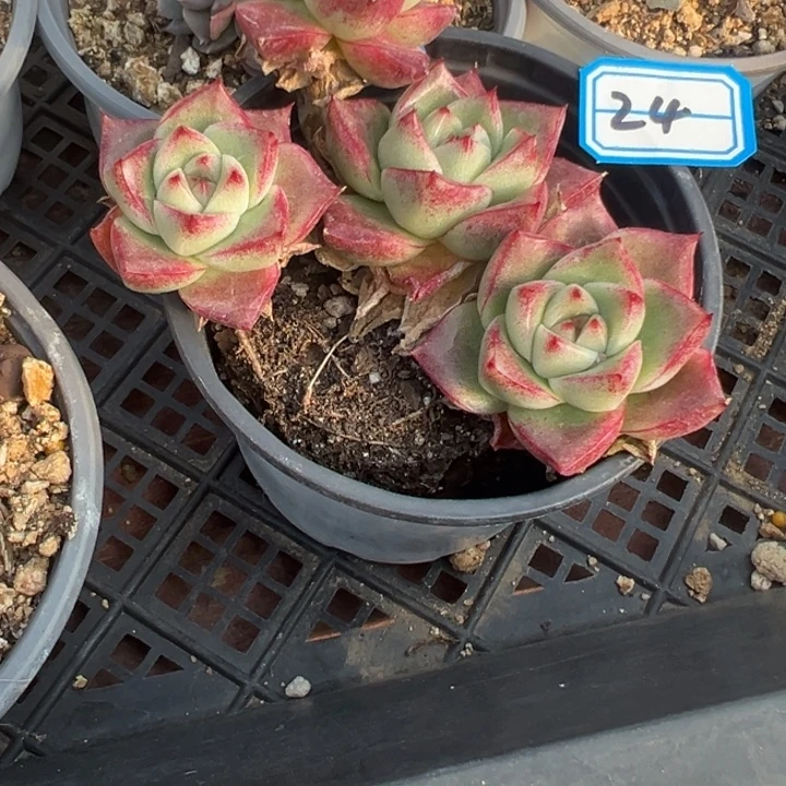 ༒****一物一拍红女王多肉24