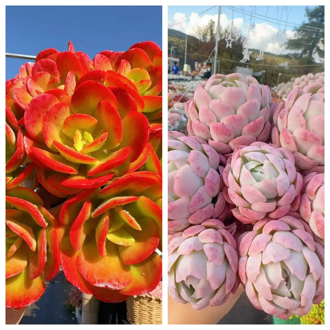 X贝瑞+红梅 耐晒皮实 绿植 室内室外都能养